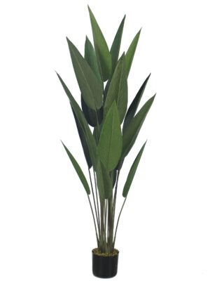 Traveller's Palm-160cm