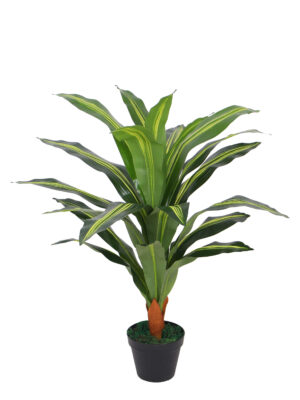 Dracaena-90cm