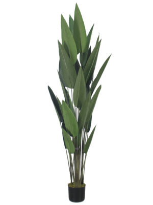 Traveller's Palm-180cm