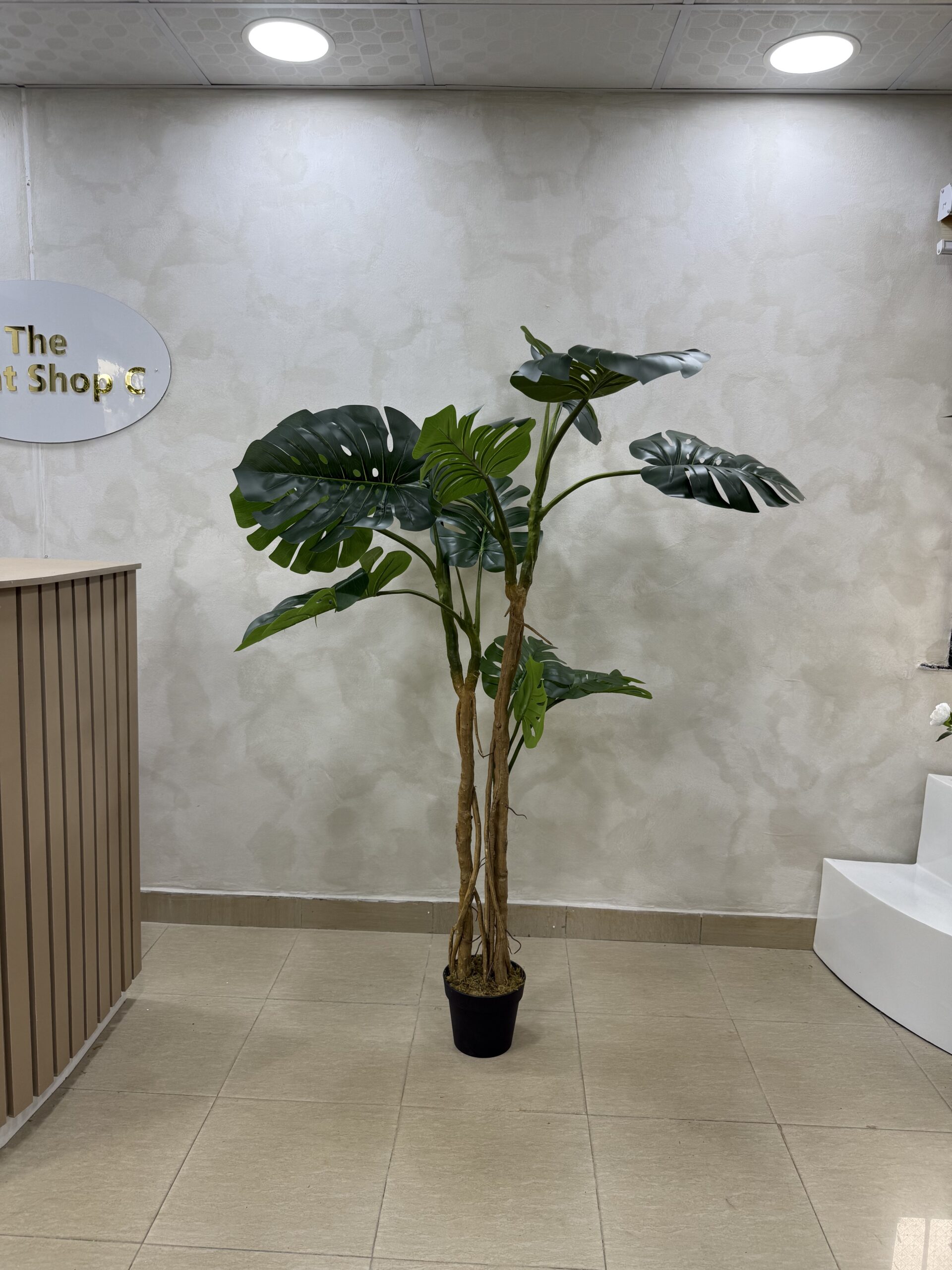 Artificial Turtle Monstera Plant - 190cm