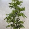 Artificial Pumila Life-like Tree - 180cm