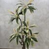 Artificial Taro Life-like Realistic Tree - 180cm