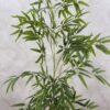 Artificial Life-like Realistic New Bamboo Tree - 180cm