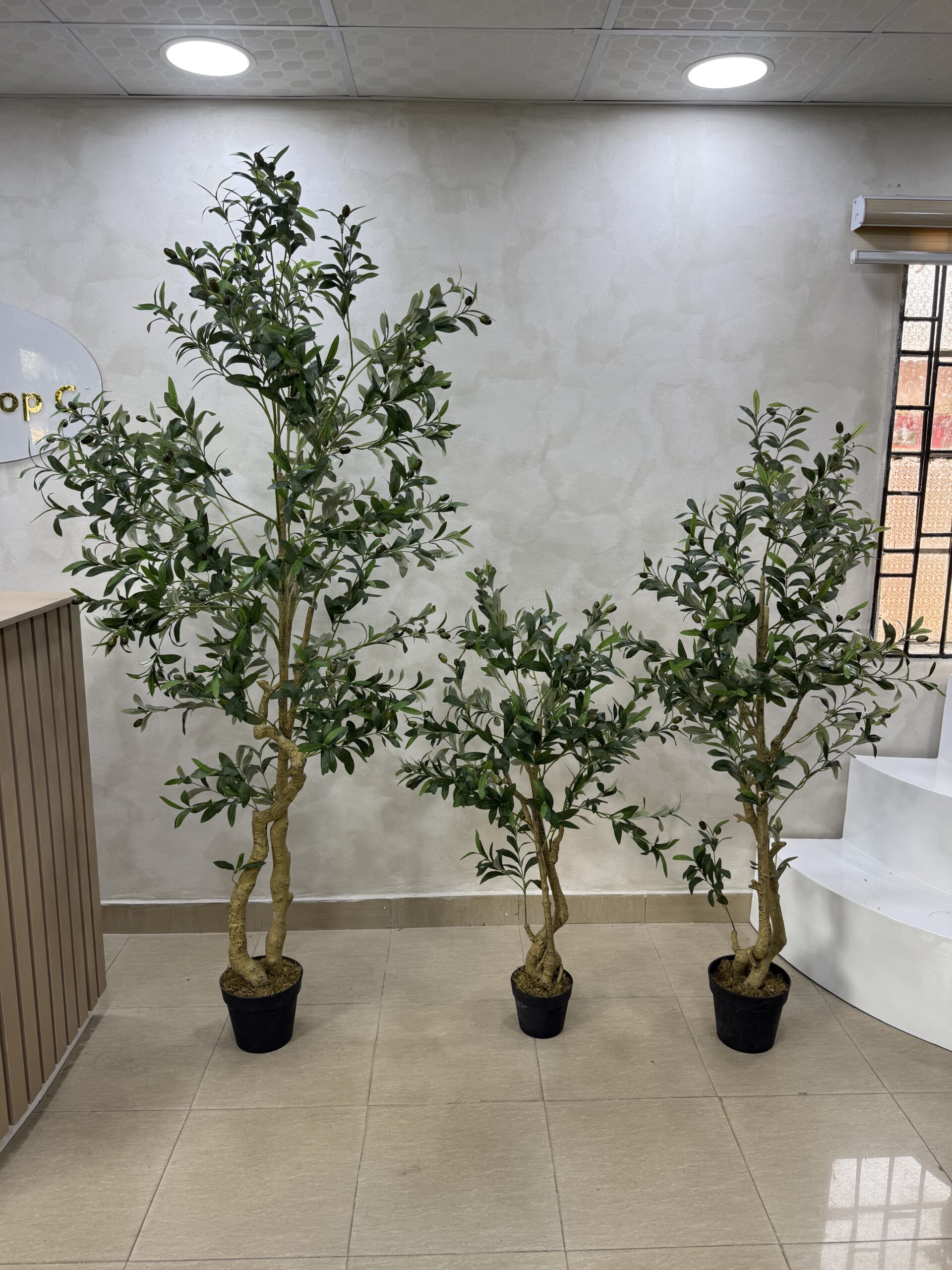 Artificial Life-like Realistic Twisted Olive Trees  - 201cm, 150cm, 120cm