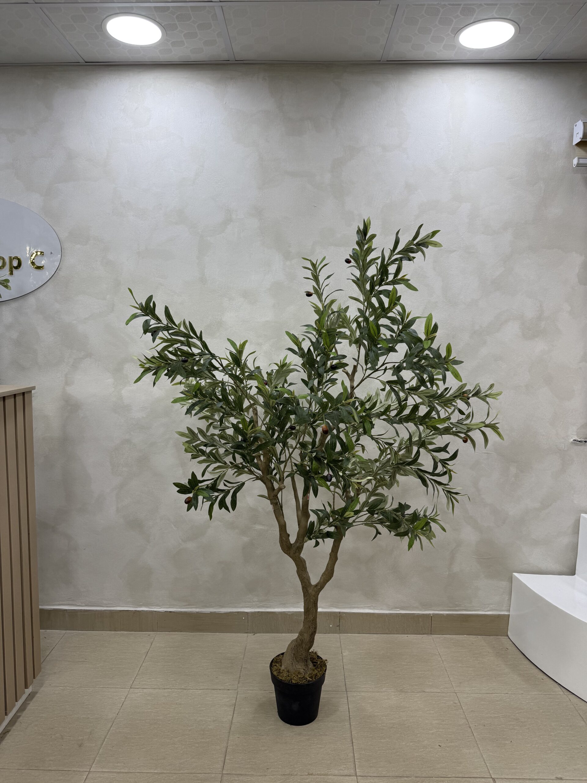 IMG_0662 Olive Trees - Artificial Life-like Wide Olive Trees - 180cm