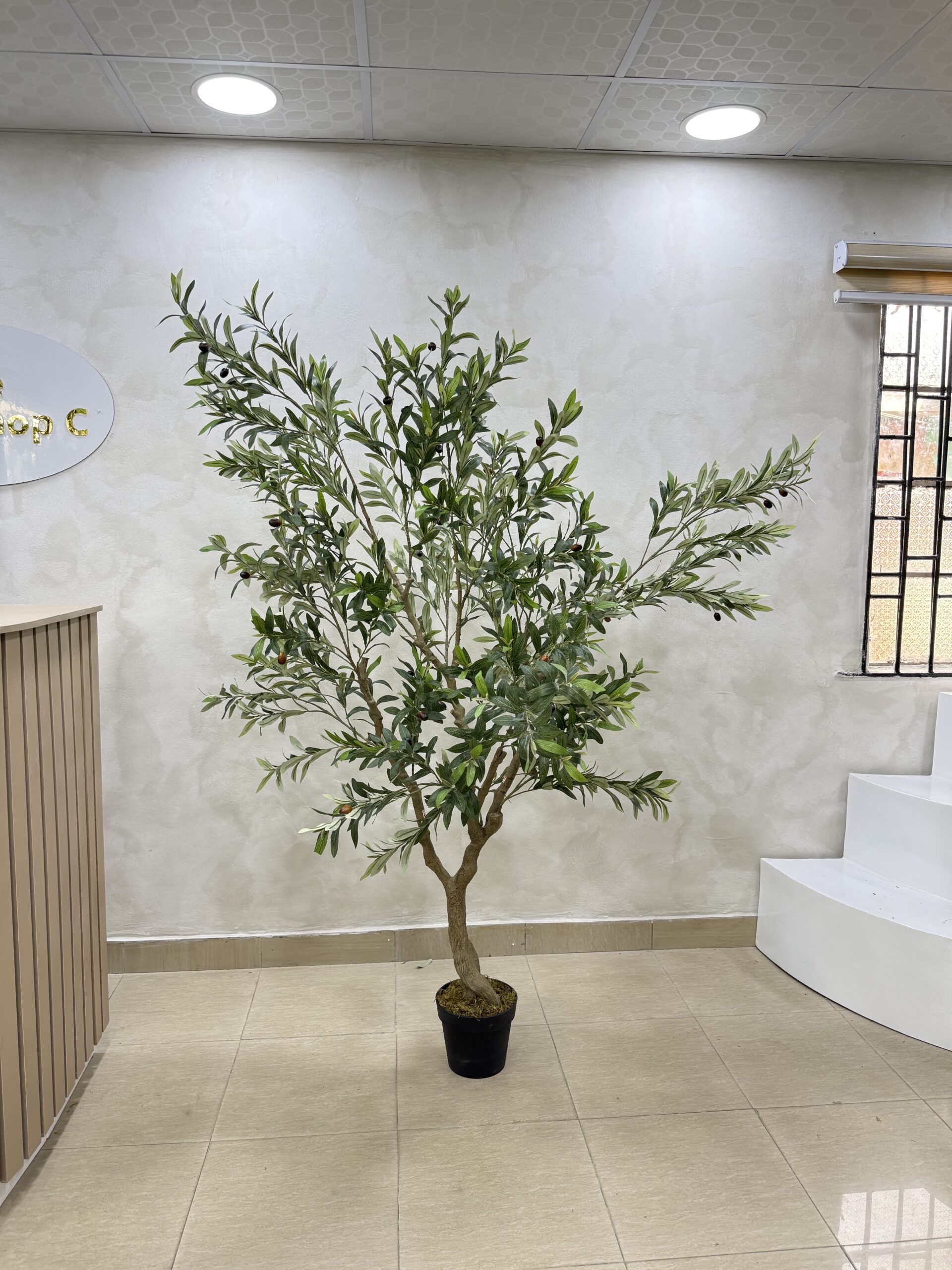 IMG_0675 Olive Trees - Artificial Life-like Wide Olive Trees - 210cm