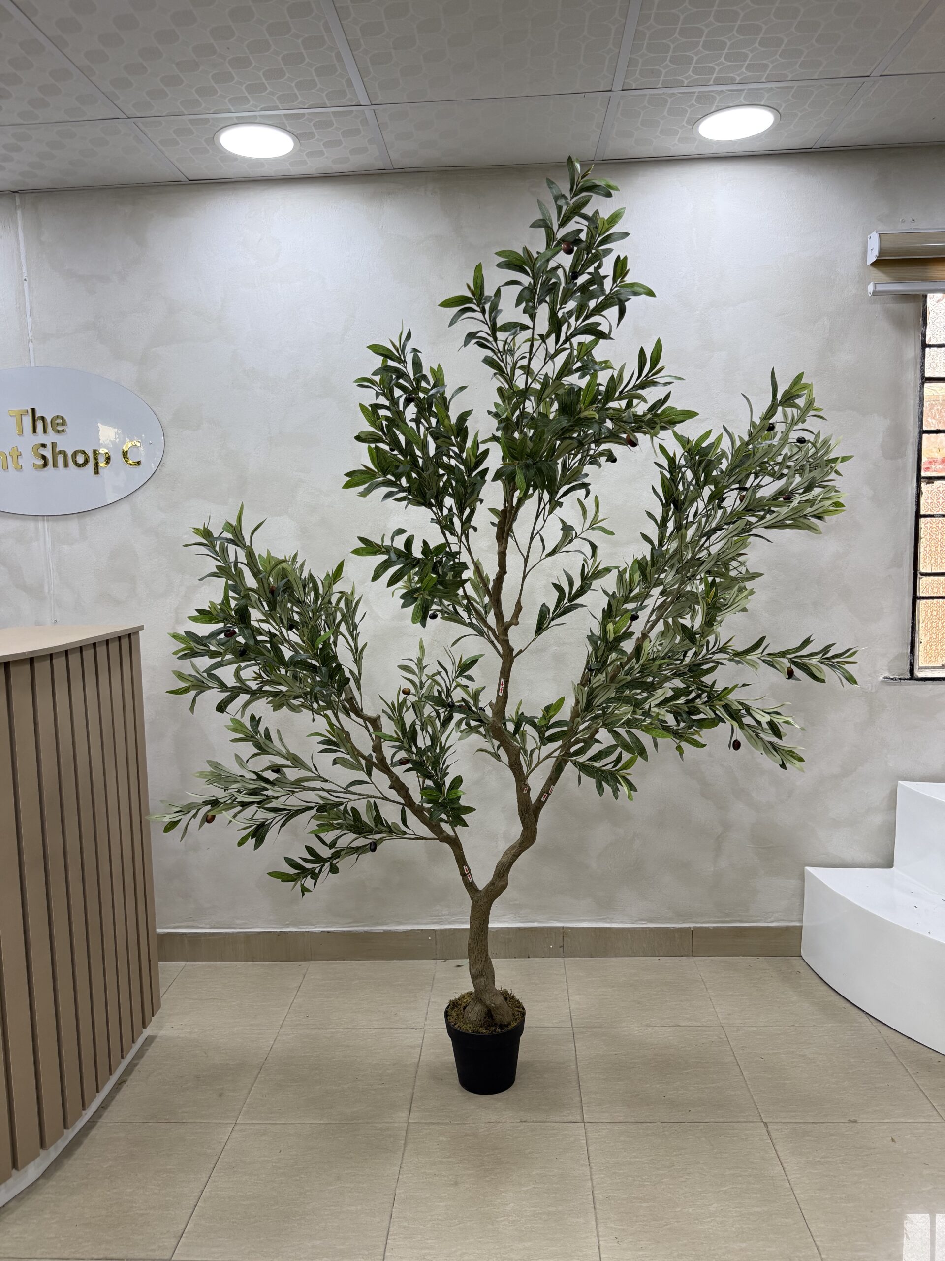 IMG_0684 Olive Trees - Artificial Life-like Wide Olive Trees - 240cm