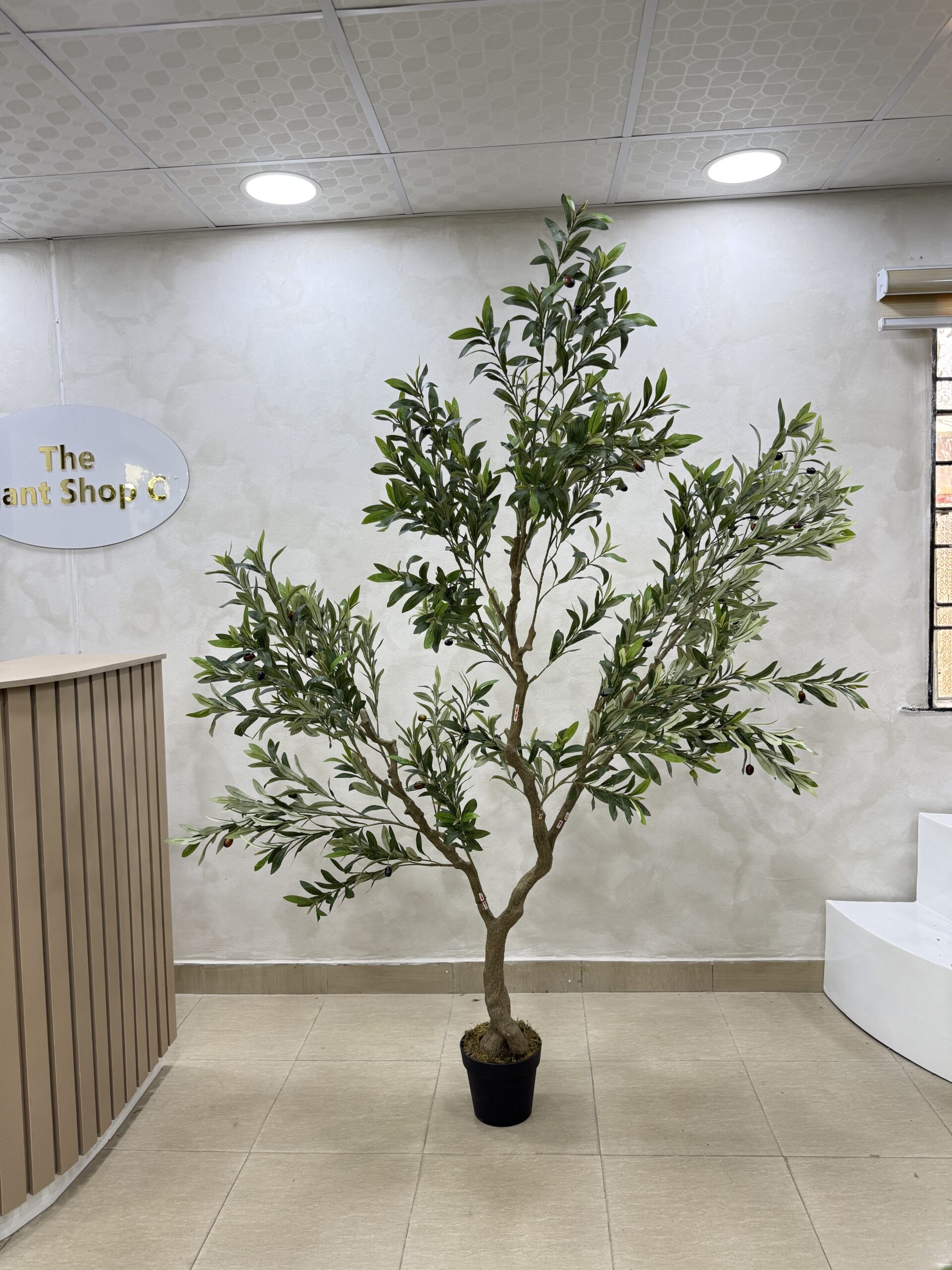 IMG_0686 Olive Trees - Artificial Life-like Wide Olive Trees - 240cm