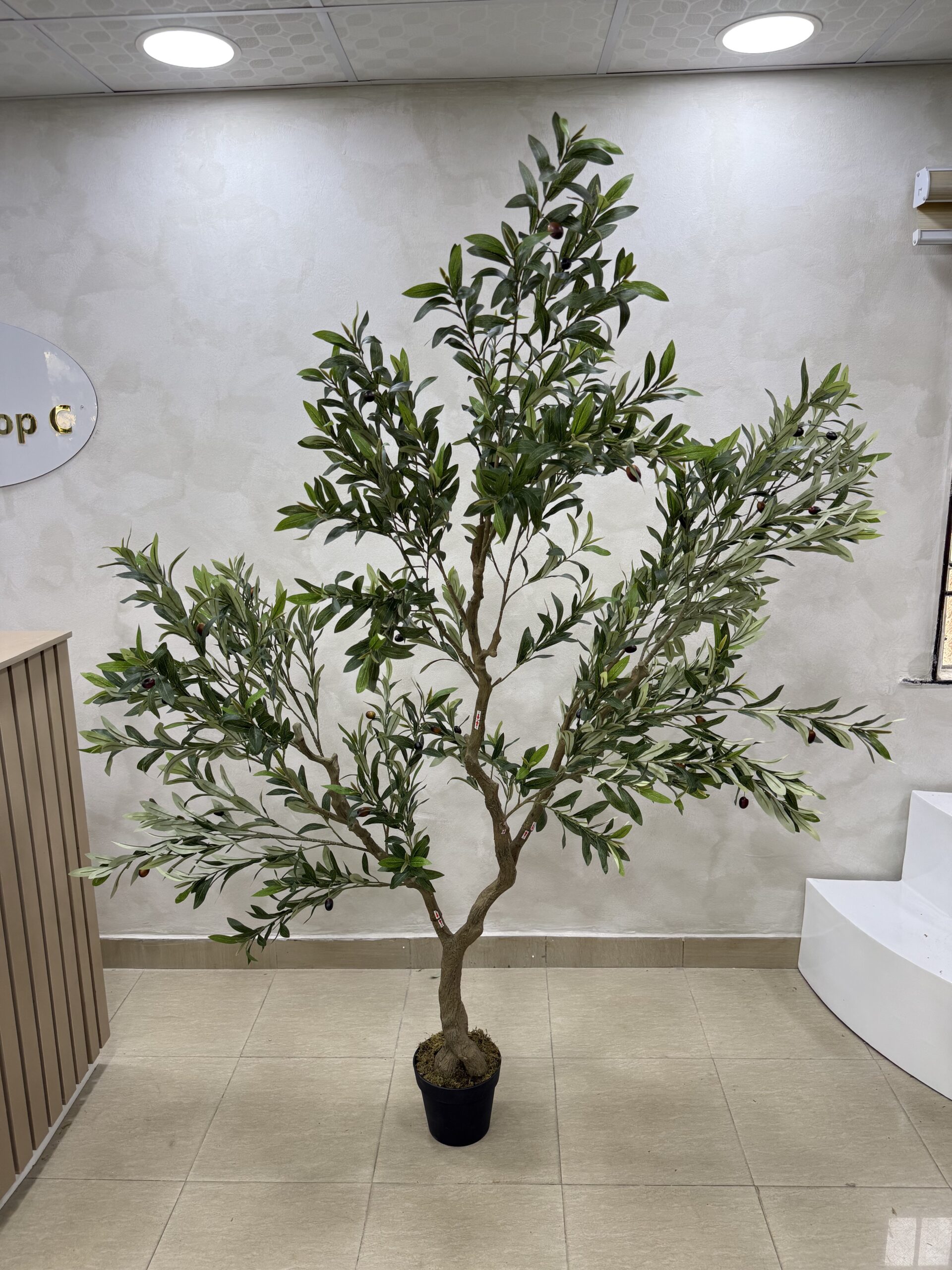 IMG_0687 Olive Trees - Artificial Life-like Wide Olive Trees - 240cm