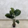 Artificial Plant - Fan Palm   - 90cm