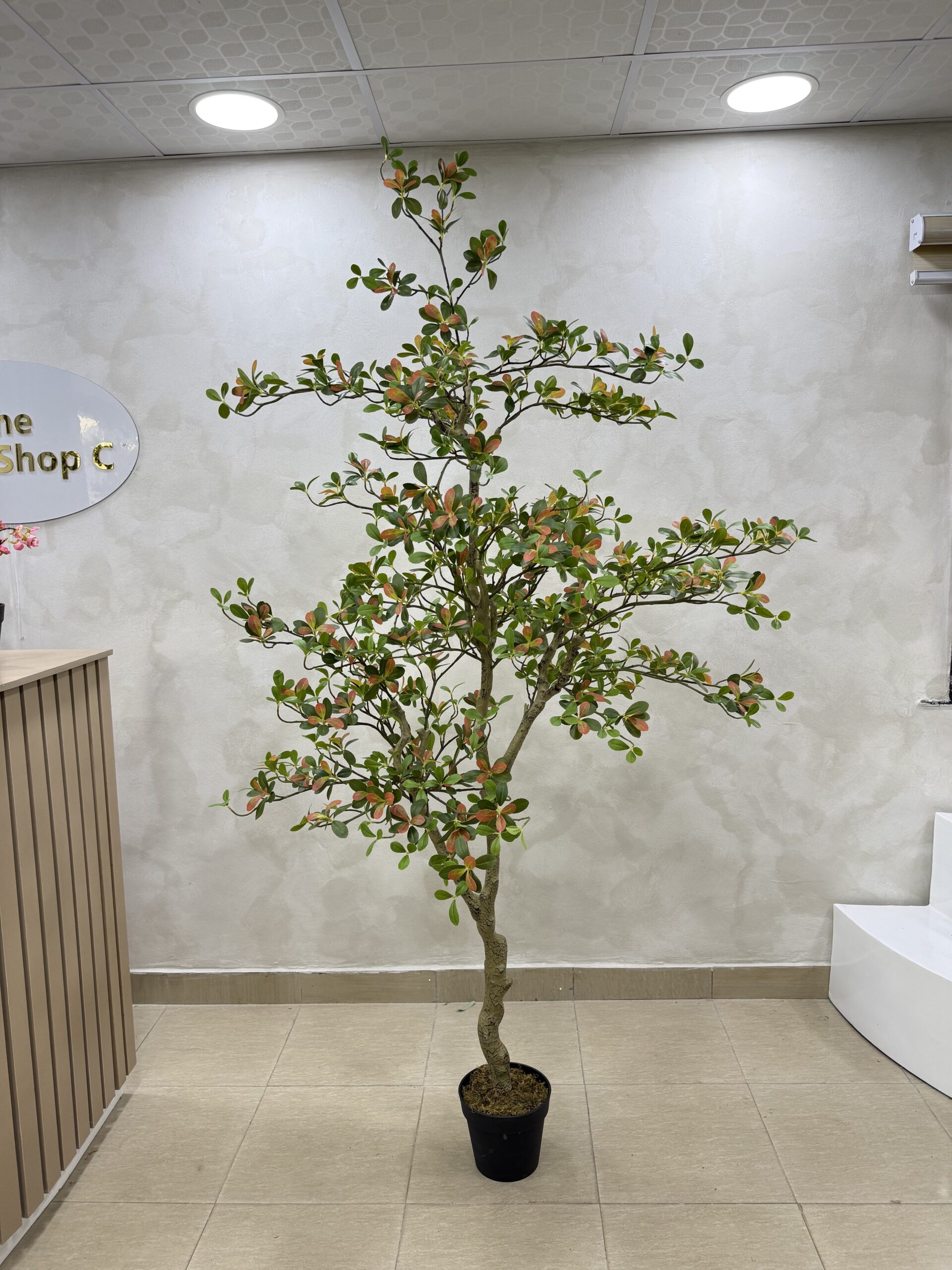 IMG_0705 Artificial Plant - Osman Tree - 200cm