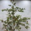 Artificial Plant - Osman Tree  - 200cm
