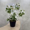 Artificial Plant - Mini Gardenia  - 55cm