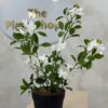 Artificial Plant - Mini Gardenia  - 55cm