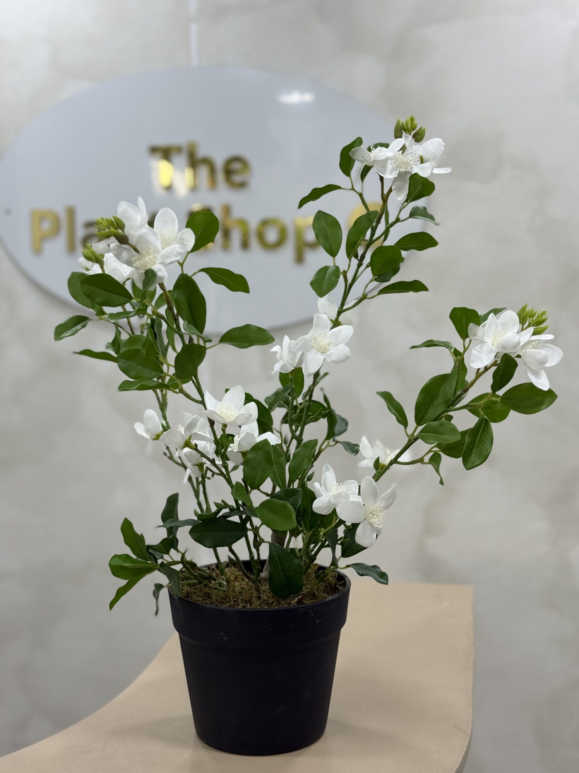 Artificial Plant - Mini Gardenia  - 55cm