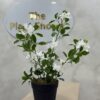 Artificial Plant - Mini Gardenia  - 55cm