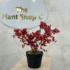 Artificial Plant - Begonia  - 45cm