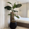 Untitled design - 2026-06-10T192954.508 Artificial Monstera Plant in Matte Black Rough Big Merlot Pot