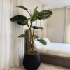 Untitled design - 2026-06-10T193001.490 Artificial Monstera Plant in Matte Black Rough Big Merlot Pot