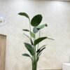 Artificial Banana Palm 200cm