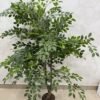 Artificial Elm Seed Plant 200cm Artificial Elm Seed Plant 200cm