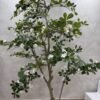 Artificial Exotica(white) Plant 250cm Artificial Exotica(white) Plant 250cm, view 4
