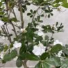 Artificial Exotica(white) Plant 250cm Artificial Exotica(white) Plant 250cm, view 5