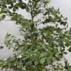 Artificial Gardenia Tree 220cm Artificial Gardenia Tree 220cm, view 4