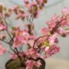 Artificial Mini Cherry Plant 55cm, view 2