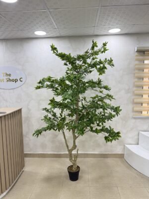 Artificial Pieris Tree 230cm