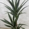 Artificial Slim Yucca 160cm Artificial Slim Yucca 160cm