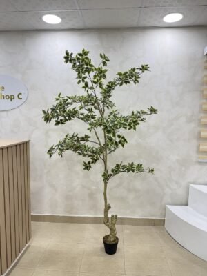 Artificial White Edge Banyan Tree 210cm