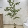 Artificial White Edge Banyan Tree 210cm Artificial White Edge Banyan Tree 210cm, view 4