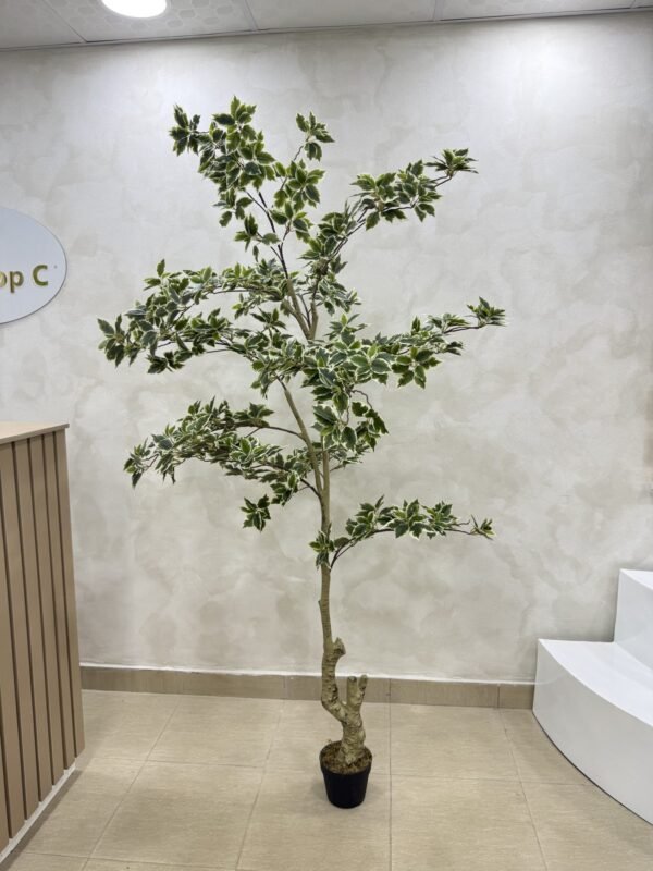 Artificial White Edge Banyan Tree 210cm Artificial White Edge Banyan Tree 210cm, view 4