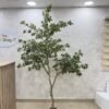 Artificial White Edge Banyan Tree 220cm Artificial White Edge Banyan Tree 220cm