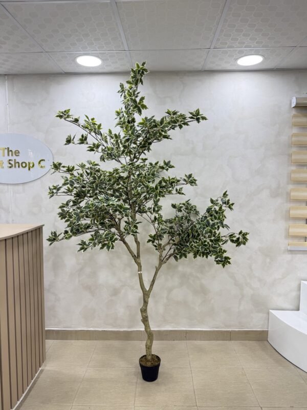 Artificial White Edge Banyan Tree 220cm Artificial White Edge Banyan Tree 220cm