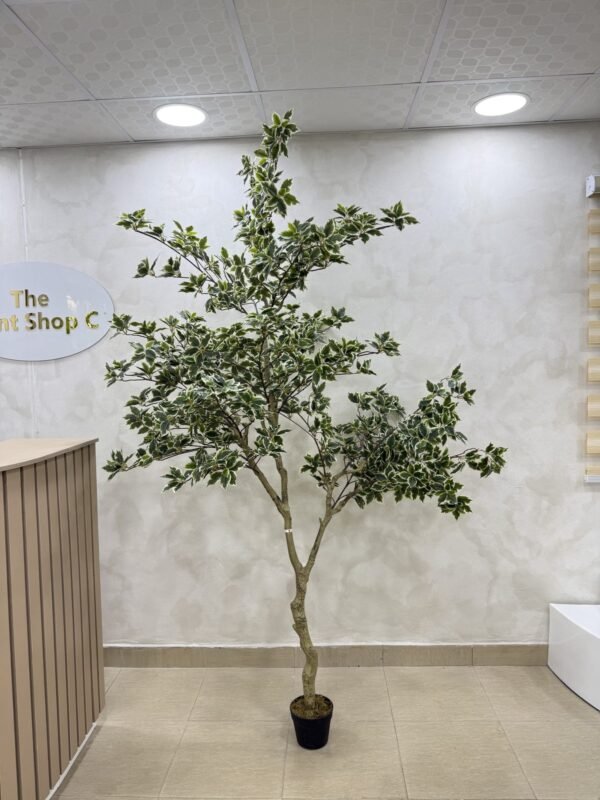 Artificial White Edge Banyan Tree 220cm Artificial White Edge Banyan Tree 220cm, view 2