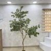 Artificial White Edge Banyan Tree 220cm Artificial White Edge Banyan Tree 220cm, view 3