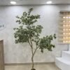 Artificial White Edge Banyan Tree 220cm Artificial White Edge Banyan Tree 220cm, view 4