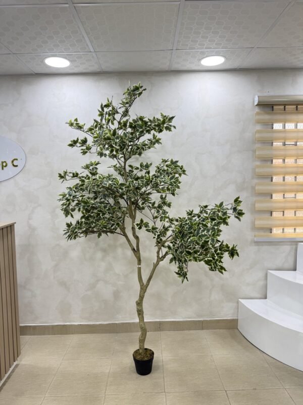 Artificial White Edge Banyan Tree 220cm Artificial White Edge Banyan Tree 220cm, view 4