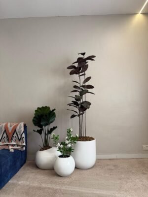 Glossy White Pot Cluster Styled with Artificial Black Ficus, Small Orbis and Fan Palm