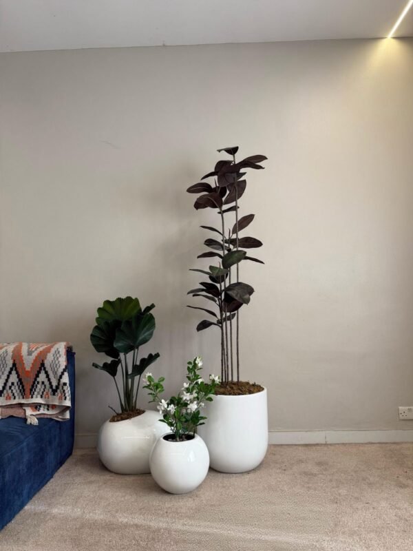 Glossy White Pot Cluster Styled with Artificial Black Ficus, Small Orbis and Fan Palm