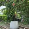 Neutral Smooth Merlot Fibrecast Planter 50cm