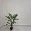 Palm-95cm, view 2